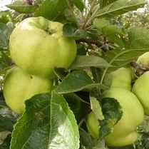 Calville Blanc d'Hiver