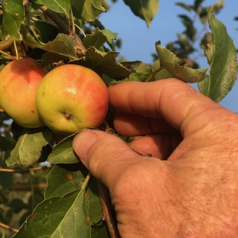 Hewe’s Virginia Crab